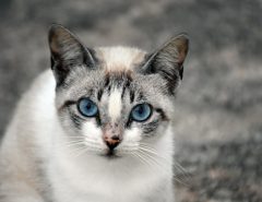 Prefeitura de Macaíba inicia processo para implantação do serviço de castração de cães e gatos