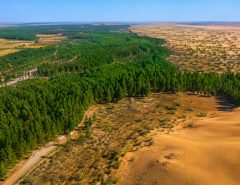 Grande Muralha Verde da China: uma lição para salvar o planeta
