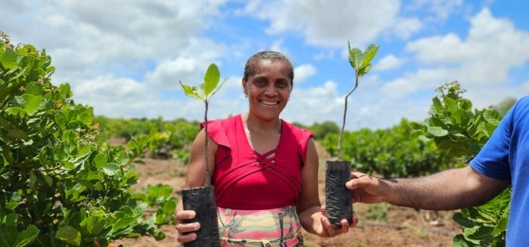 Projeto Caju beneficia mais de 100 produtores e distribui 10 mil mudas no semiárido cearense